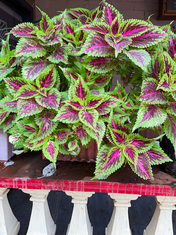 Stock photo showing close-up view of shoots and variegated leaves of Coleus (Coleus scutellarioides) potted in terracotta trough planter on bannister of railing of patio area. This ornamental flowering plant is a member of the mint family.