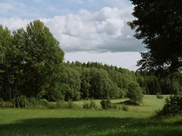 Typical swedish Scandinavian landscape in summer