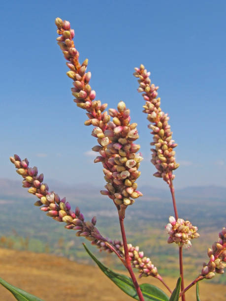 istock Persicaria minor, Small Water-Pepper 1585031379