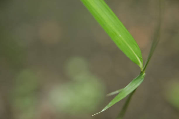 istock Green Leaves, Look at Things Up Close 1585040633