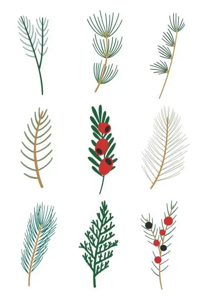 Vector illustration of Evergreens coniferous branches. Winter floral set.