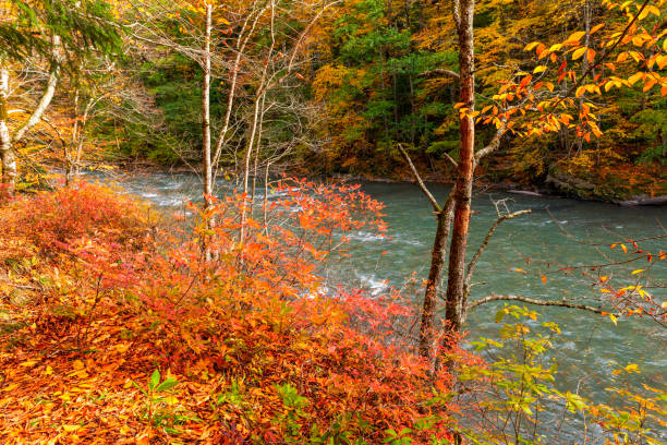 istock Autumn forest with brightly colored leaves on the river bank 1585041729