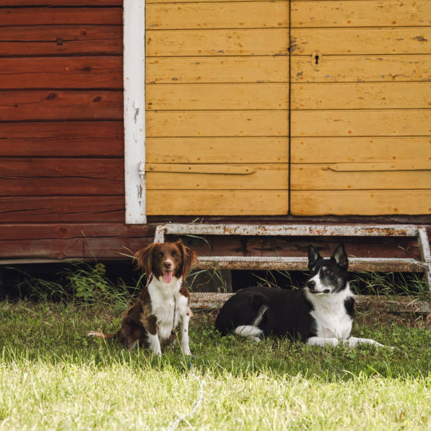 two cute dogs waiting outside a barn in summer sunlight\nMixed breed dogs