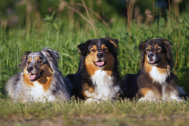 istock Three adorable Australian Shepherd dogs (blue merle and tricolor) posing outdoors lying down together on a green grass in summer 1585046058