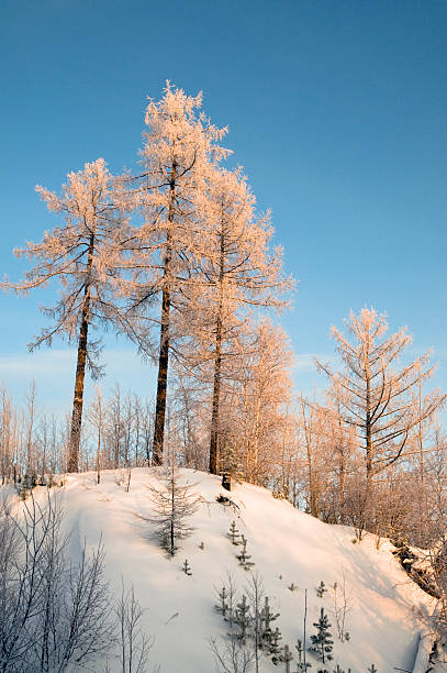 en hiver, la sibérie occidentale. - tony snow photos et images de collection