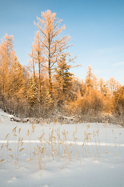 invierno, siberia occidental. - tony snow fotos fotografías e imágenes de stock