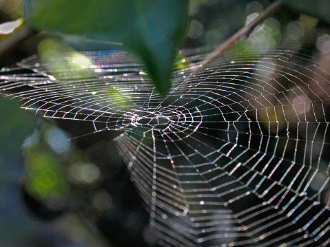 Spider web with the spider on a plant