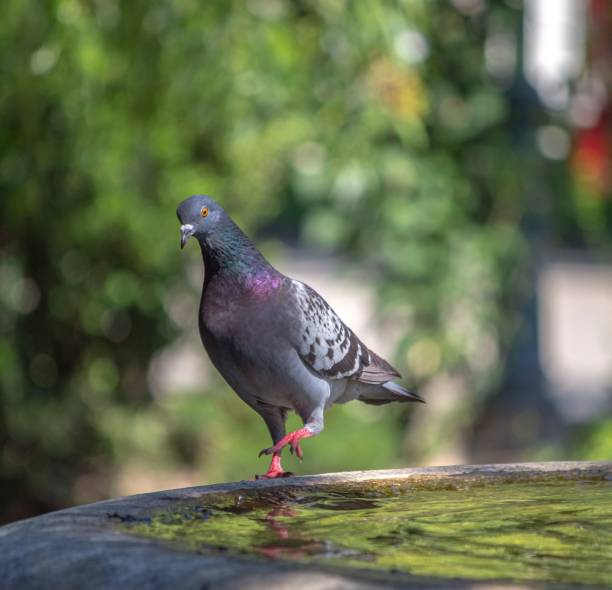istock Selective focus shot of a gray pigeon perched on a rocky surface 1585050431