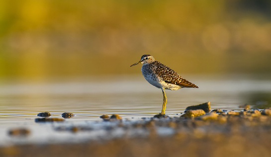 Wood Sandpiper (Tringa glareola) is a bird that feeds on invertebrates in wetlands. It lives in suitable habitats in Asia, Europe, Africa and the Americas.