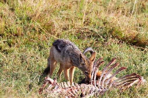 Photo of a black-backed jackal eating from a carcasse at the Hell's Gate national Park in Kenya, África.