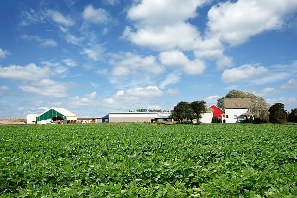 XXL soybean farm soybean farm in summer with bright sky (XXL) arkansas kansas stock pictures, royalty-free photos & images