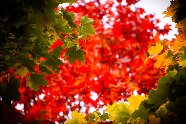 abstract image of yellow leaves 