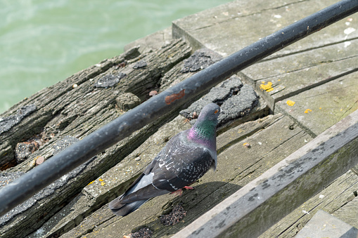 A feral pigeon on the pier in Southend, England, UK.  Southend has the longest entertainment pier in the world, this is the end of the pier.