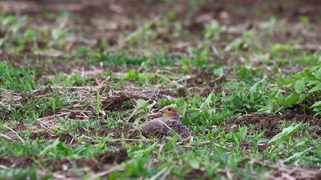 Partridge. Warm colors nature background. Grey Partridge. Perdix perdix