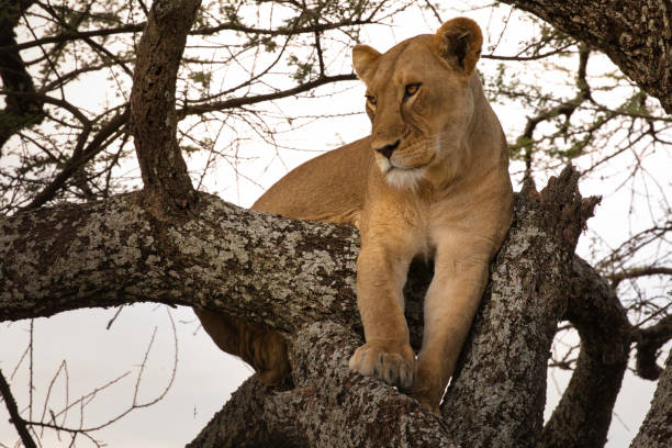 istock Lioness in a tree in Serengeti 1585105210