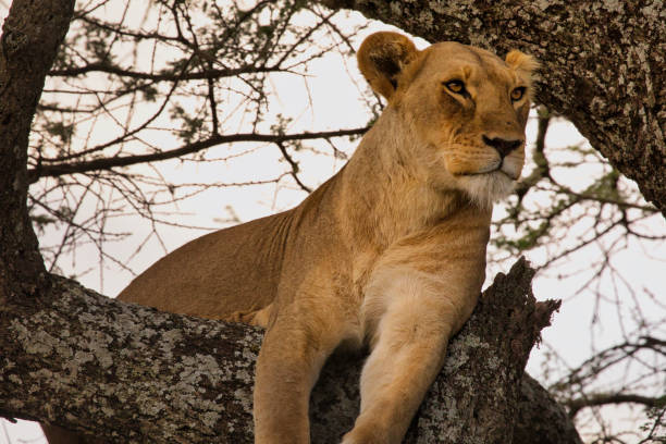 istock Lioness in a tree in Serengeti 1585106959