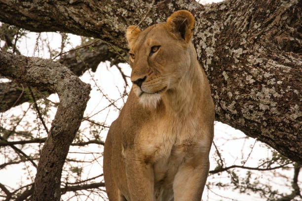 istock Lioness in a tree in Serengeti 1585109618