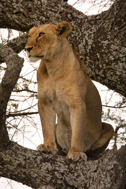 istock Lioness in a tree in Serengeti 1585109619