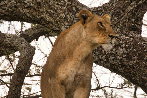 istock Lioness in a tree in Serengeti 1585110661