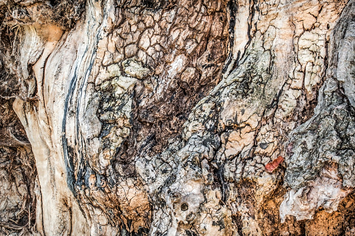 High Resolution Abstract Vignette Background Texture Depicting an Old Deeply Grooved Black Poplar Tree Bark with Lichen Growth Detail