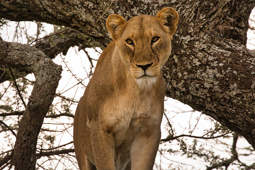 Lioness in a tree in Serengeti. Safari. Africa