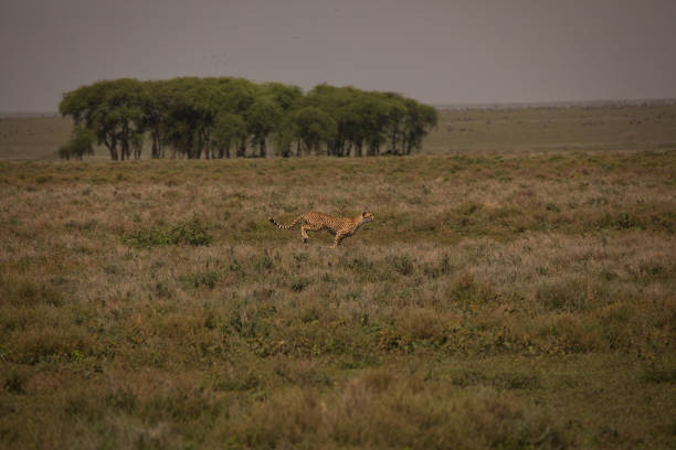A cheetah accelerates through the golden savannah of Masai Mara, laser-focused on its prey, exemplifying the raw speed and agility of Africa's wildlife.