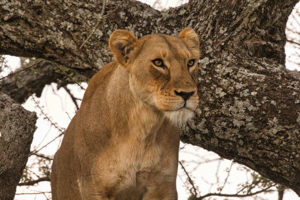 istock Lioness in a tree in Serengeti 1585116631