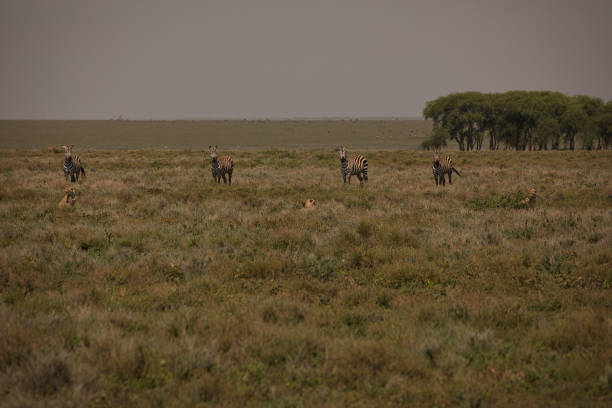 Cheetahs hunting in the African savannah. Safarie