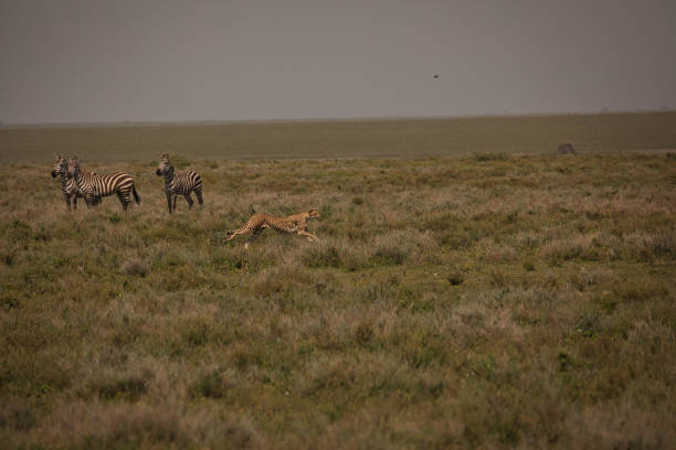 Three cheetahs stride through tall grass under a gentle rainfall in the Serengeti, Tanzania. The misty background and soft droplets in the air evoke a rare and atmospheric moment of big cats navigating their domain during a wet spell on the savannah.