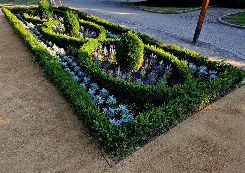 rectangular flowerbed bordered and divided by a boxwood hedge and solitaire balls in a clipped shape. the squiggle is repeated three times as a green ribbon in the ornament, landscaping, cobblestone, buxus, labyrinth, buxus sempervirens, parterre, trimmed