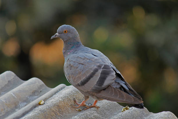 istock Rock Dove, Columba livia, India 1585120930