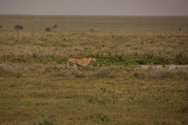 istock Cheetahs hunting in the African savannah 1585121116
