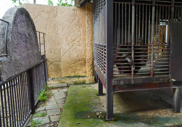 A lonely orangutan is sad in a cage in Asian zoo.Alone orangutan inside big baluster with space design