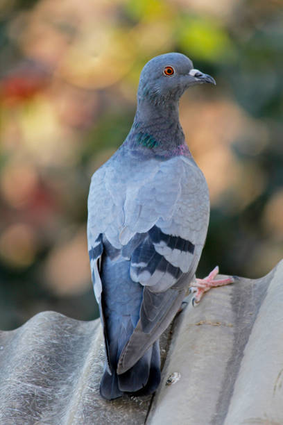 istock Rock Dove, Columba livia, India 1585126026