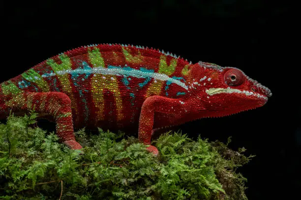 Panther chameleon