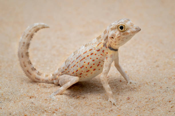 Scorpion tailed gecko stock photo