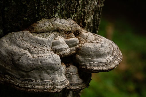 A striking mushroom on a tree trunk in a sun-dappled forest