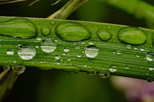 A vibrant macro of a leaf with water droplets adorning its surface