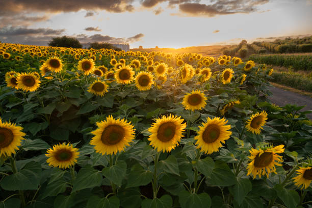 istock Sunflower fields in warm evening light, Charente, France 1585136085