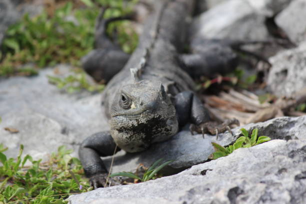 istock an iguana a reptile animal 1585136103