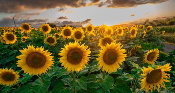istock Sunflower fields in warm evening light, Charente, France 1585138260