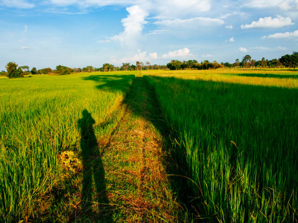 istock rice field in the morning 1585142597