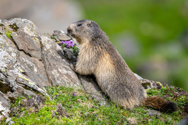 świstak alpejski, marmota marmota, na skale. góry fogara, rumunia. - groundhog animal animal behavior beauty in nature zdjęcia i obrazy z banku zdjęć