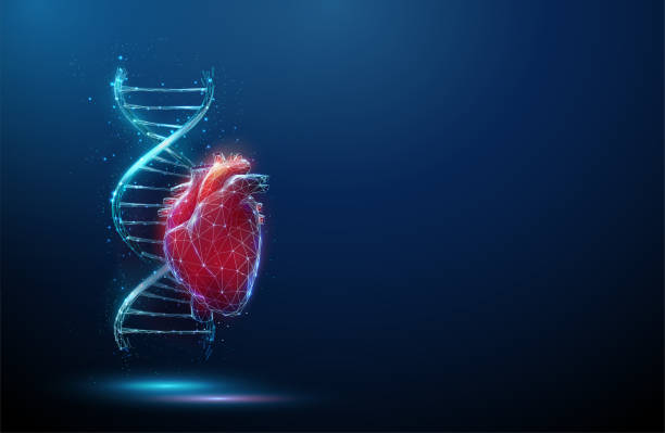 빨간색 인간의 심장이 있는 파란색 dna 분자 나선 - pulse trace human cardiovascular system heart shape heart disease stock illustrations