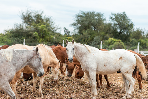 horses in corrals horses feeding on their feed with copy space