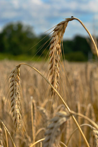 istock A field of grain in the field 1585166916