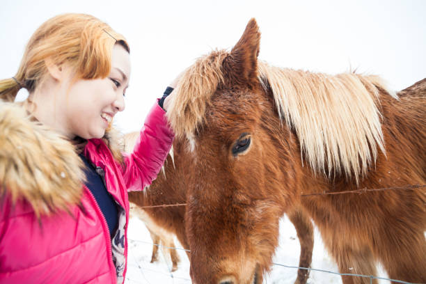 istock Iceland real horse during winter snow 1585173772