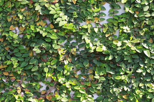 climbing fig on the wall, ficus pumila