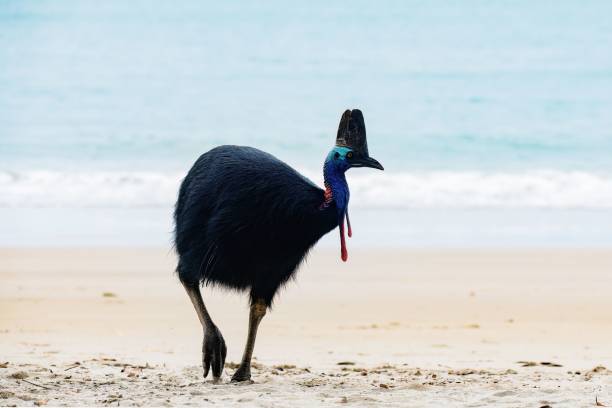 istock Majestic Cassowary bird walking on a sandy beach 1585189117