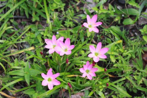 istock Close up of Rain Lily flower 1585189656